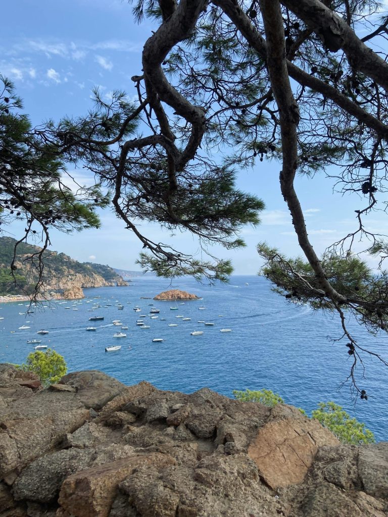 A scenic view of yachts on the Mediterranean Sea framed by pine trees along the Spanish coastline.